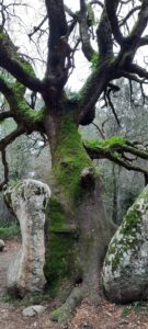 Holz und Stein in der Natur vereint zum Bavella Pass